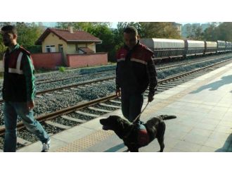 Çaycuma’da 317 Kök Kenevir Ele Geçirildi
