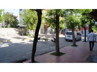 Kağızman’da Başıboş Köpekler Tehlike Oluşturuyor