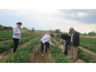 Aydınlı Domates Üreticileri Mildiyö Hakkında Bilgilendirildi