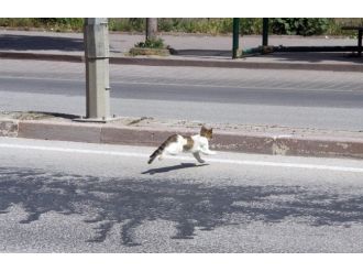 Bursa’da Kedi Kurtarma Operasyonu