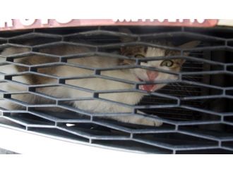 Bu Da Kedi Kurtarma Operasyonu