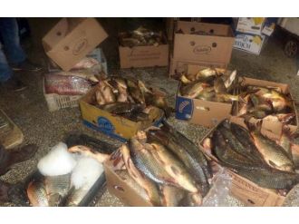 Ankara’da 300 Kilo Balık İmha Edildi