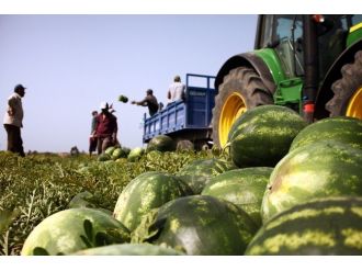 Çukurova’da Karpuz Hasadı Başladı