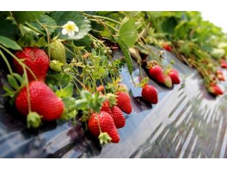 Tütünden Vazgeçen Üretici Çilekle Gelirini 20 Kat Artırdı