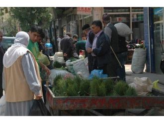 Peynir Otu 10 Liradan Piyasada