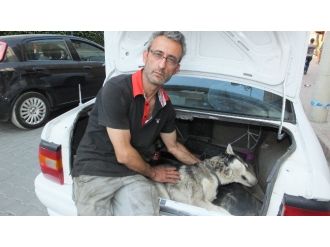 Burhaniye’de Köpekleri Zehirlediler
