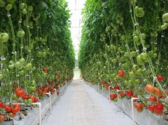 Manisa Çiftçisi Büyükşehir Belediyesi İle Kalkınıyor