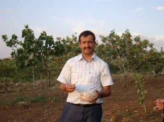 Siirtli Fıstık Üreticileri 2 Yılın Zararını Çıkartacak