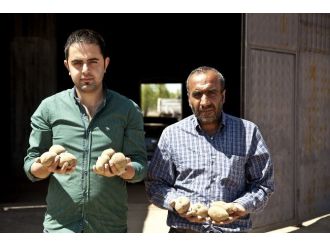 (Özel Haber) Patatesteki Fiyat Artışı