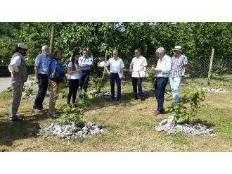Yabancılar Örnek Fındık Bahçelerine Hayran Kaldılar