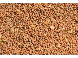 Kırmızı Mercimek Yok Olmak Üzere”