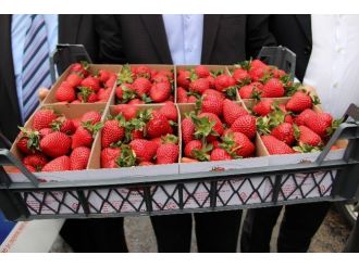 Vali Hanım Çileğinin Hasadına Başlandı