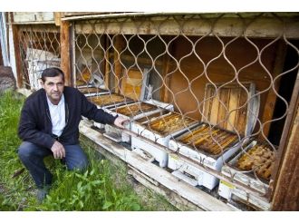 (Özel Haber) Kirpiler Binlerce Arıyı Yedi