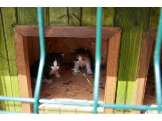 Parklara Kedi Evleri Ve Kuş Yuvaları Yerleştirildi