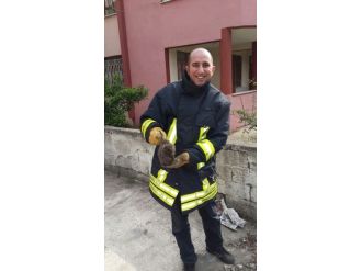 Kirpiyi İtfaiye Kurtardı