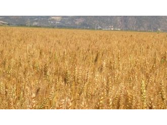 Sertifikalı Buğday Tohumu İçin Tarla Kontrolleri Başladı
