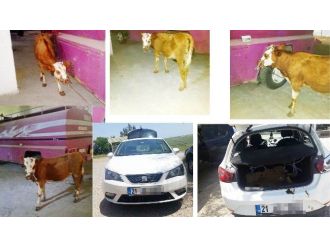 Jandarma Otlarken Çalınan Hayvanı Buldu