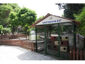 Hatay Büyükşehir Belediyesi’nden Sokak Hayvanlarına Yardım Eli