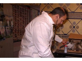 Yaralı Doğan Tedavi Edilerek Doğaya Bırakıldı