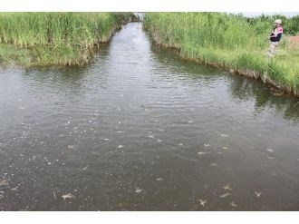 Diyarbakır’da Kurbağa Operasyonu