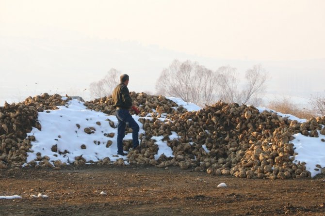 Göksun'da şeker pancarı çürümeye terk edildi