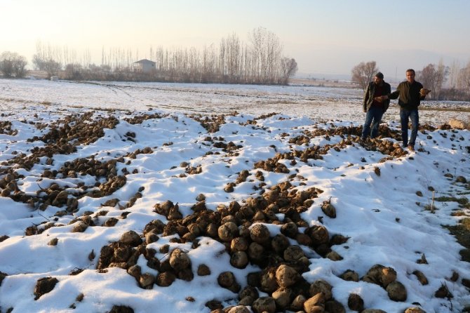 Göksun'da şeker pancarı çürümeye terk edildi