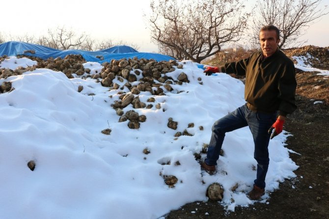 Göksun'da şeker pancarı çürümeye terk edildi