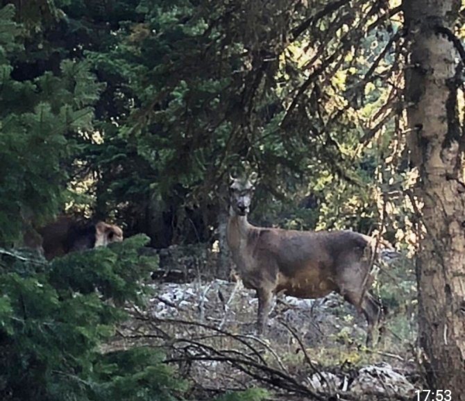 Alageyik ve sincap doğaseverlerden kaçamadı
