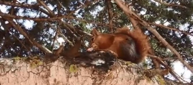 Alageyik ve sincap doğaseverlerden kaçamadı