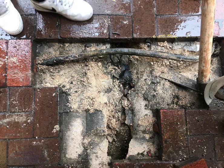 Fareler Antalyalıları kızdırdı