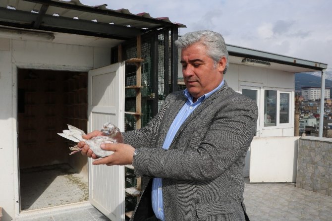 Güvercinleri onun her şeyi! Gözü gibi bakıyor