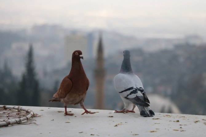 Güvercinleri onun her şeyi! Gözü gibi bakıyor