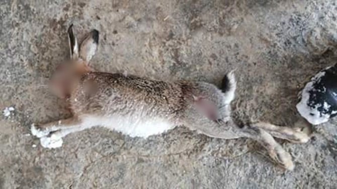 Yaraladığı tavşana yaptığı eziyeti, sosyal medyadan paylaştı