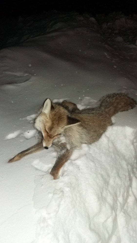 Kahramanmaraş Göksun'da tilki dondu