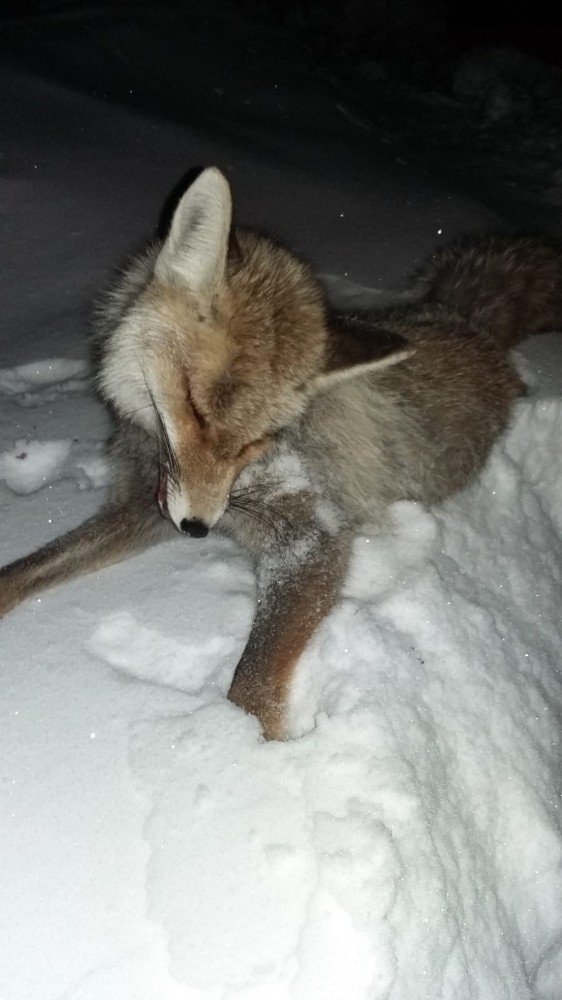 Kahramanmaraş Göksun'da tilki dondu