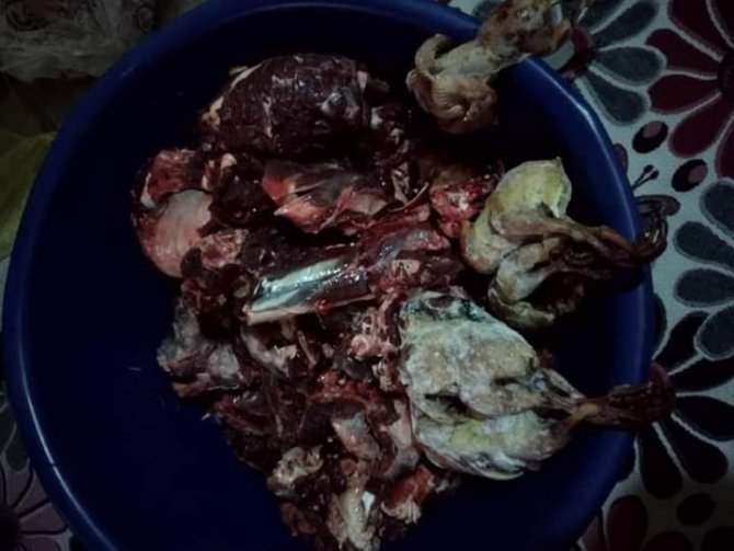 100 yıl sonra ilk kez görülen yaban keçisini avladılar!