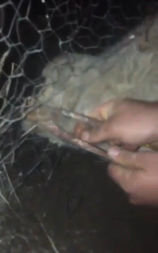 Can çekişen yavru köpeği görmezden gelmedi