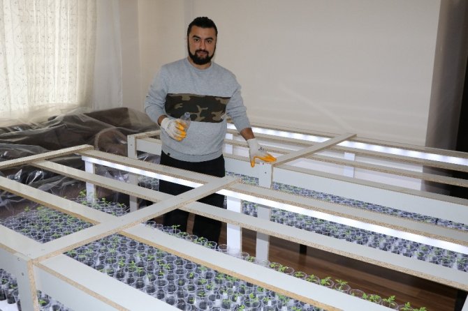 Evin salonunda domates fidesi yetiştiriyor