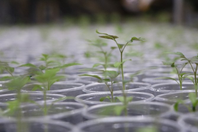 Evin salonunda domates fidesi yetiştiriyor