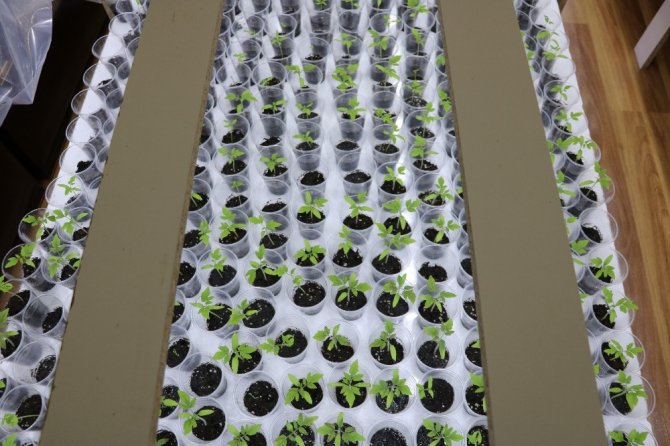 Evin salonunda domates fidesi yetiştiriyor