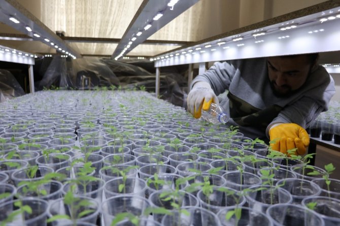 Evin salonunda domates fidesi yetiştiriyor