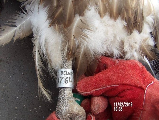 Pazarcık'ta nesli tükenmekte olan kızıl akbaba bulundu