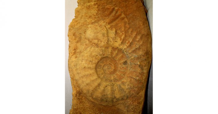 65 Milyon yıllık dev salyangoz ziyaretçilerin büyük ilgisini çekiyor