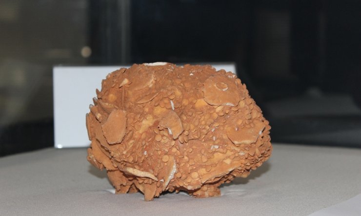 65 Milyon yıllık dev salyangoz ziyaretçilerin büyük ilgisini çekiyor