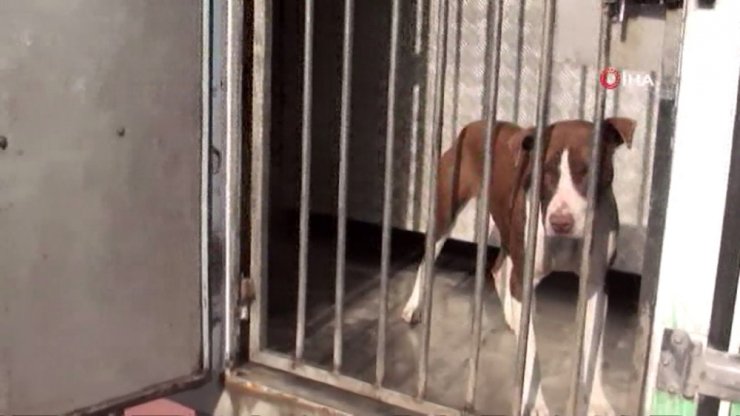 Pitbull 2 öğrenciyi yaraladı