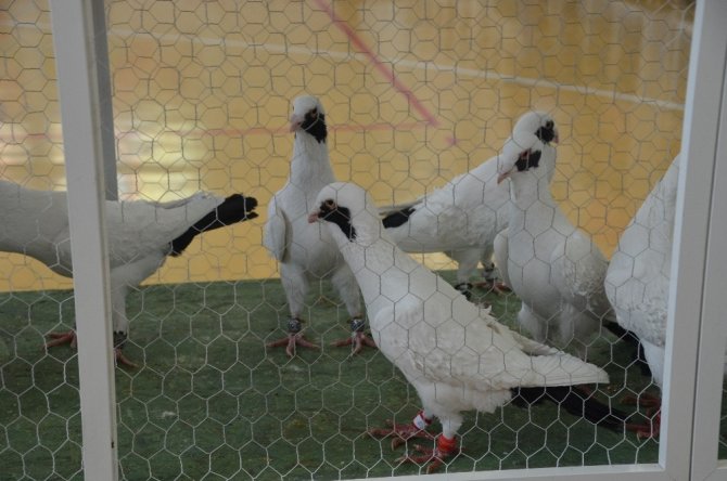 Kahramanmaraş'a gelen güvercinler festivalde yarıştı