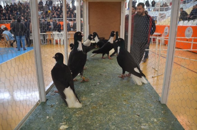 Kahramanmaraş'a gelen güvercinler festivalde yarıştı