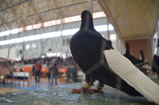 Kahramanmaraş'a gelen güvercinler festivalde yarıştı