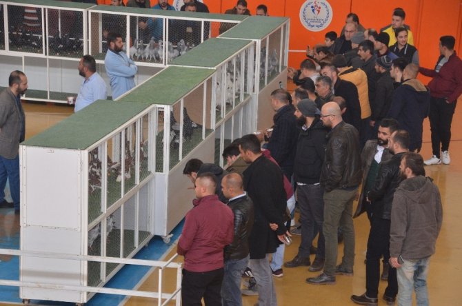 Kahramanmaraş'a gelen güvercinler festivalde yarıştı
