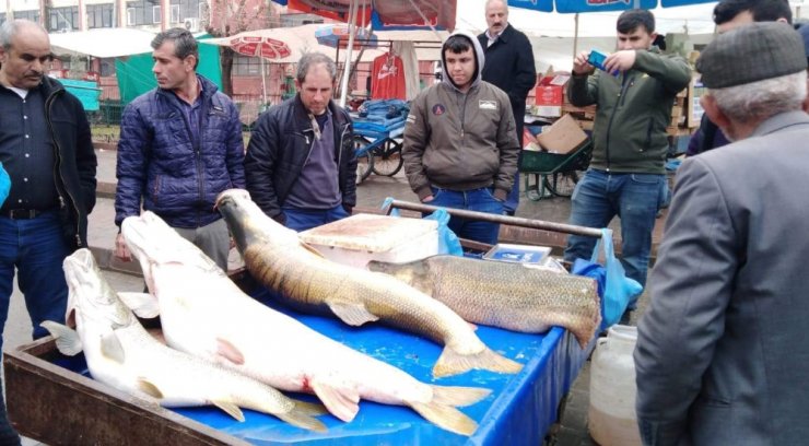 Dev balıkları görenler telefonlarına sarıldı